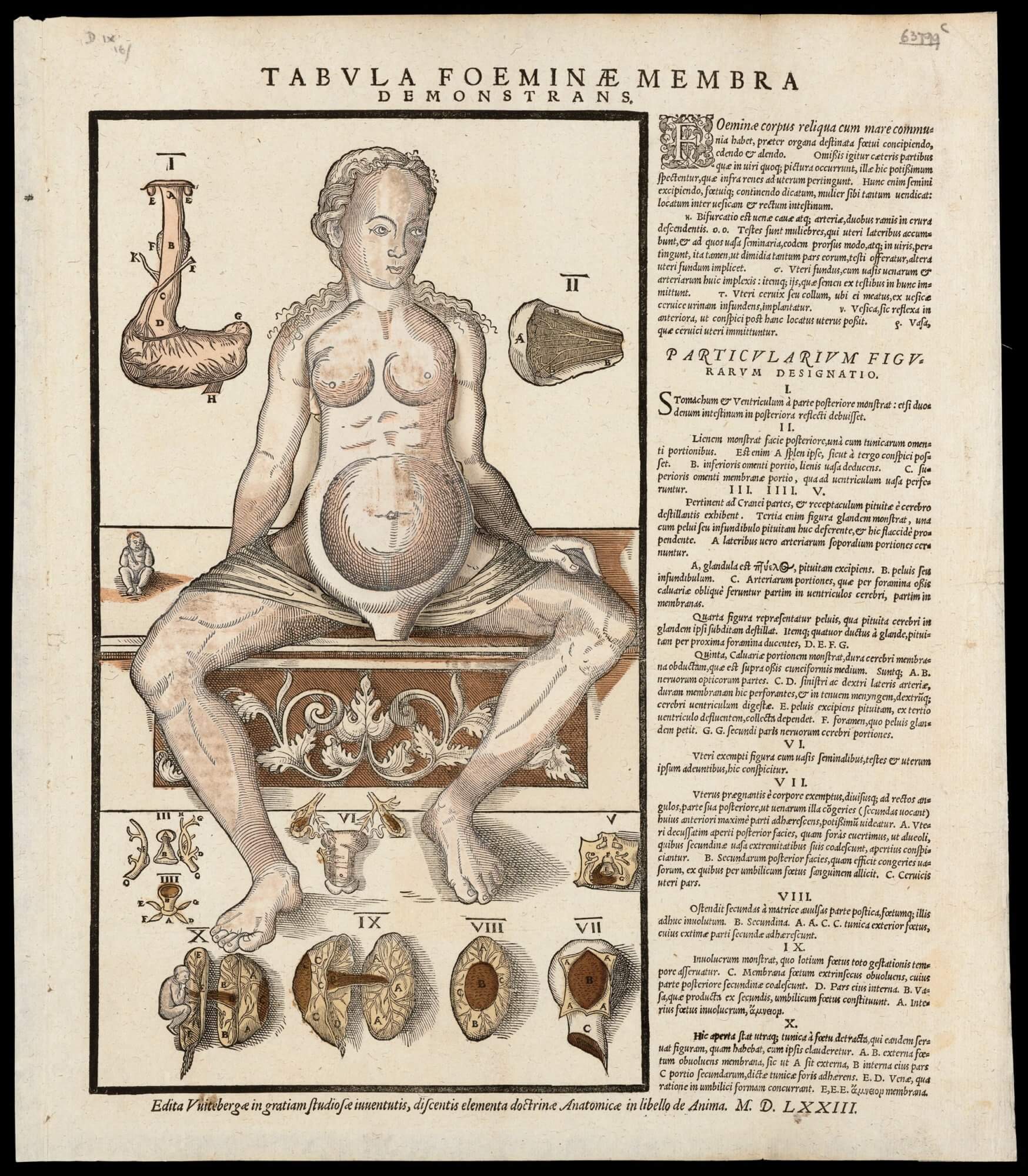 Anatomical studies of figures with movable flaps, like this one, were often printed as single sheets, and have come to be referred to as "fugitive" sheets since they stand alone outside of a fixed codex. This fugitive sheet shows a female figure with flaps that can be lifted to reveal her organs and skeleton. To see the flaps lifted, follow this shelmark link.