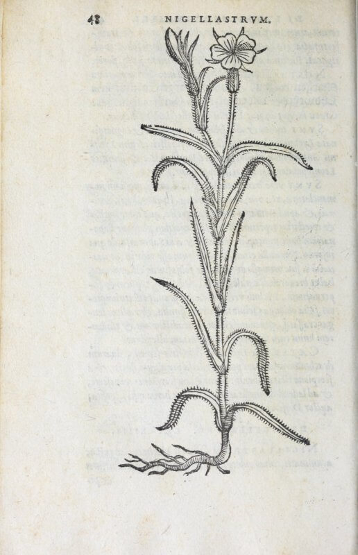 This illustration of a corn-cockle is printed with a woodblock now owned by the Museum Plantin-Moretus and
