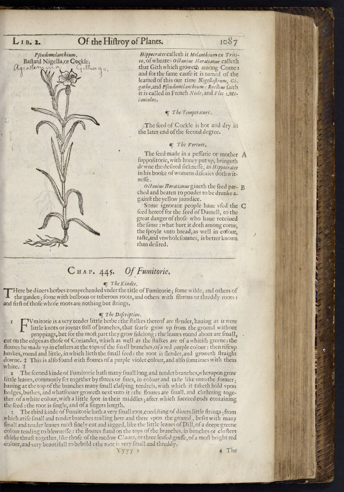 Even in 1633, the same woodblock is being used to print this illustration of the corn-cockle.