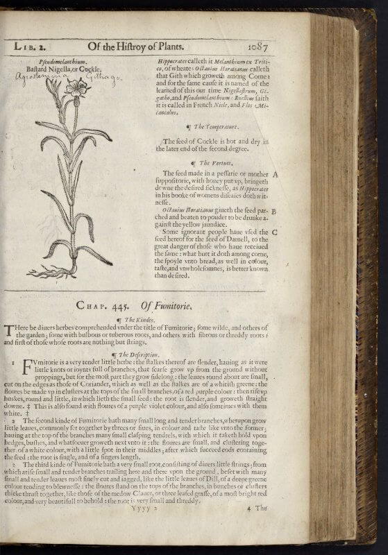 Even in 1633, the same woodblock is being used to print this illustration of the corn-cockle.